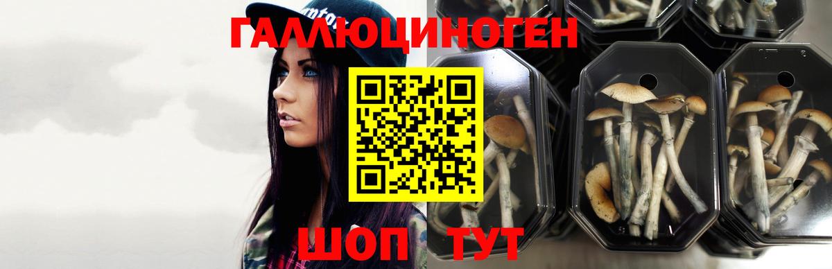 Псилоцибиновые грибы GOLDEN TEACHER Красногорск